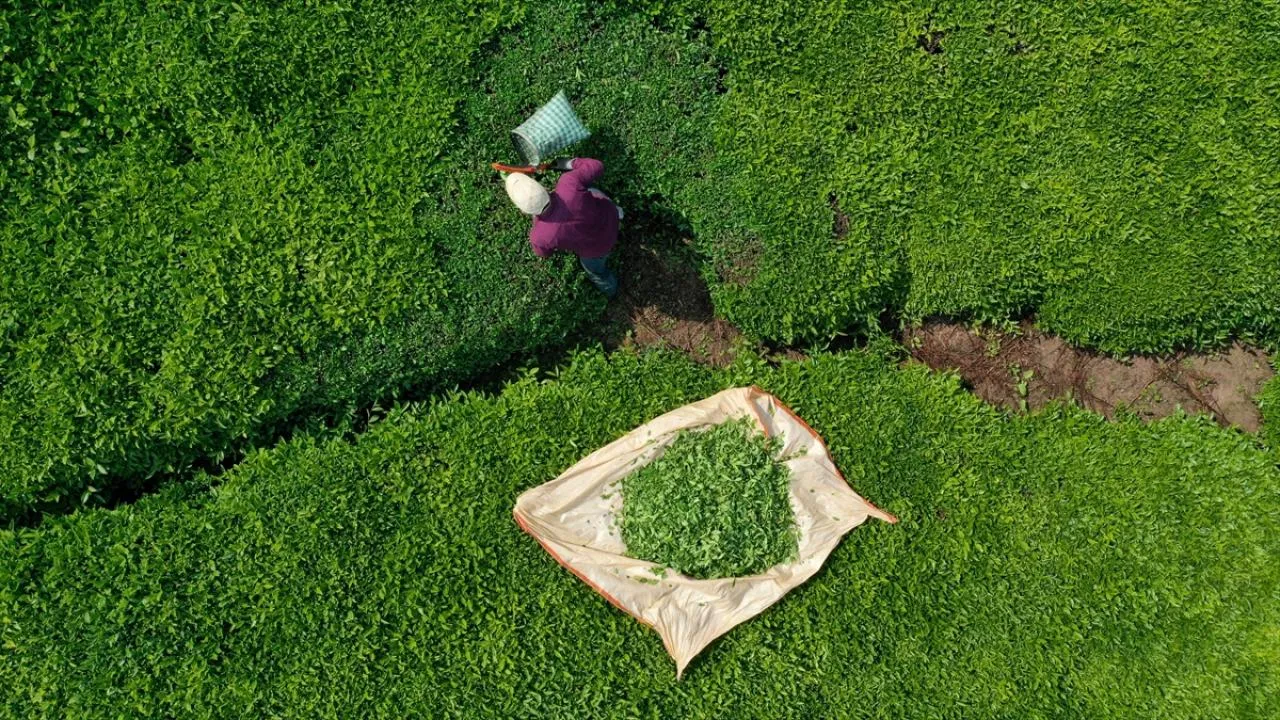 ÇAYKUR'da işçiler için kadro müjdesi: İşte başvuru şartları