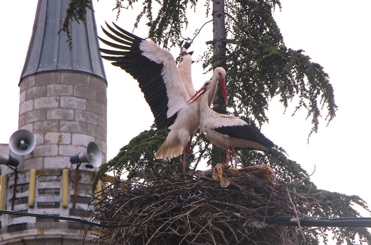 Hane sayısını geçtiler, köyün adını değiştirdiler: Amasya'nın 'Leylekli Köyü'nde büyük buluşma
