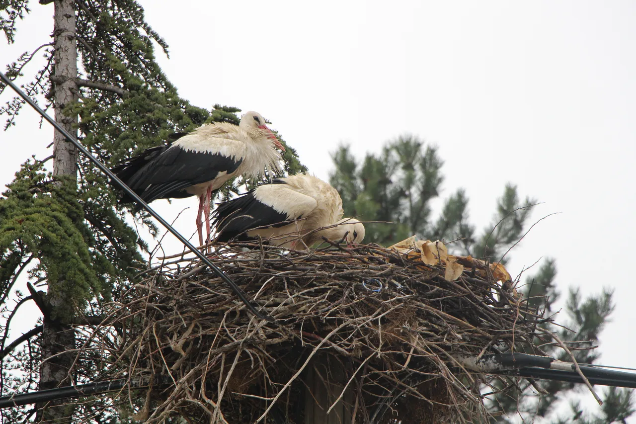Hane sayısını geçtiler, köyün adını değiştirdiler: Amasyanın Leylekli Köyünde büyük buluşma