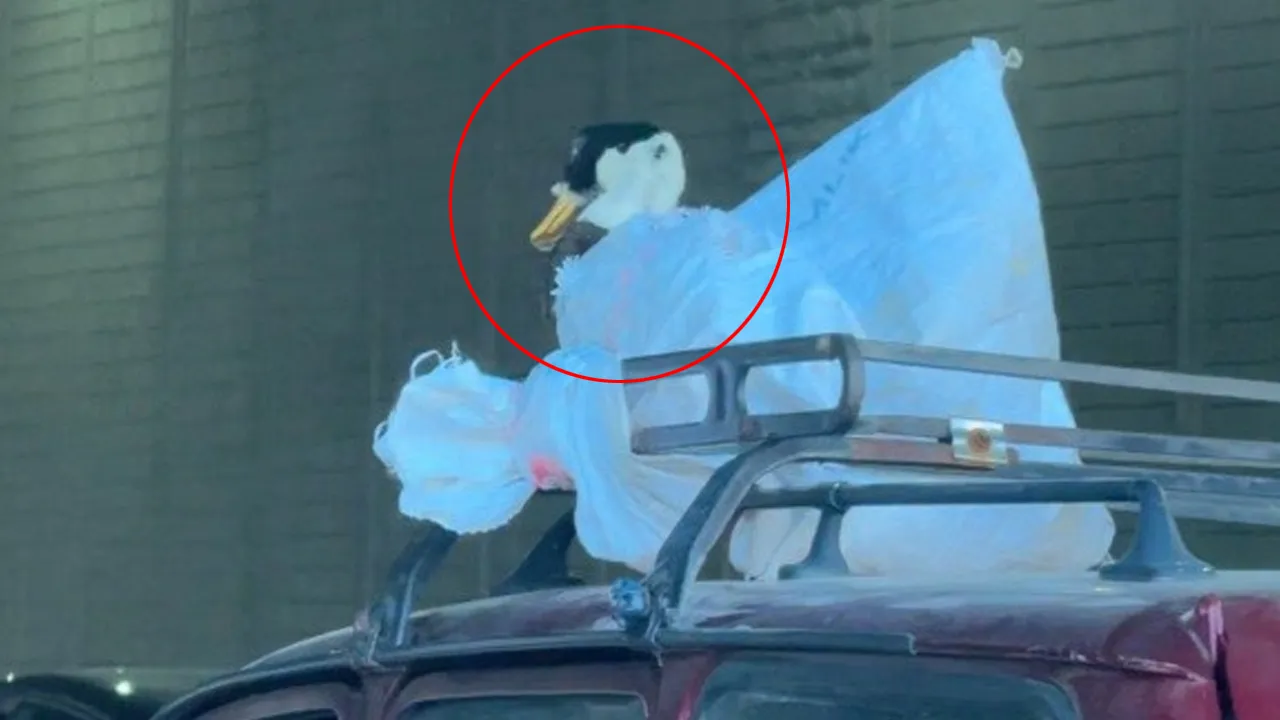 Aracın üzerinde gören inanamadı! Çuvalda kazı böyle taşıdılar