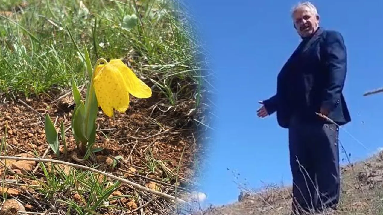 Halk arasında 'ağlayan gelin' diyorlar! Koparan yandı: Cezası bir araba parası...