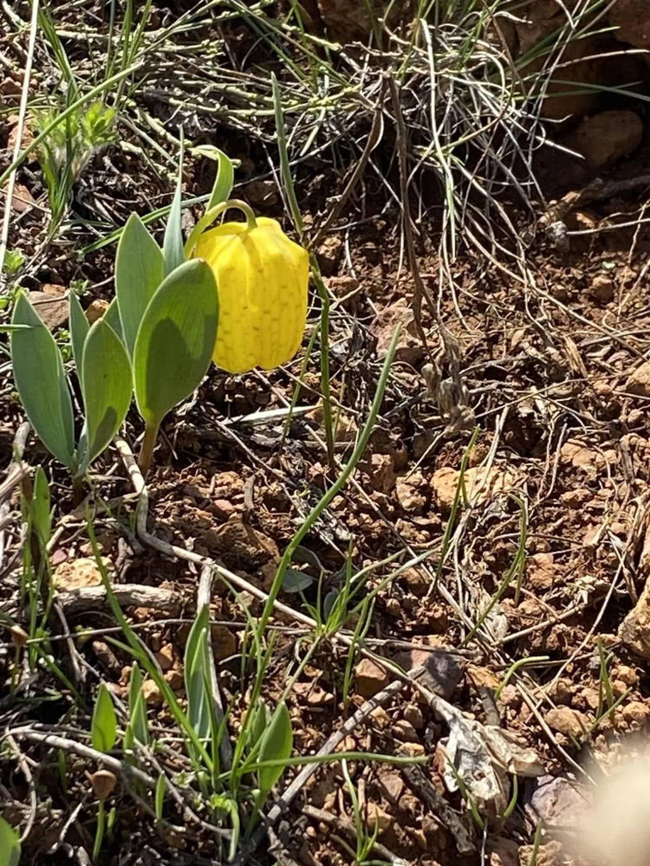 Halk arasında 'ağlayan gelin' diyorlar! Koparan yandı: Cezası bir araba parası...