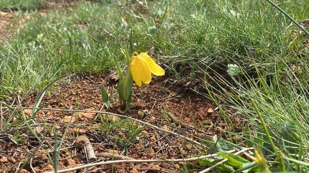Halk arasında 'ağlayan gelin' diyorlar! Koparan yandı: Cezası bir araba parası...