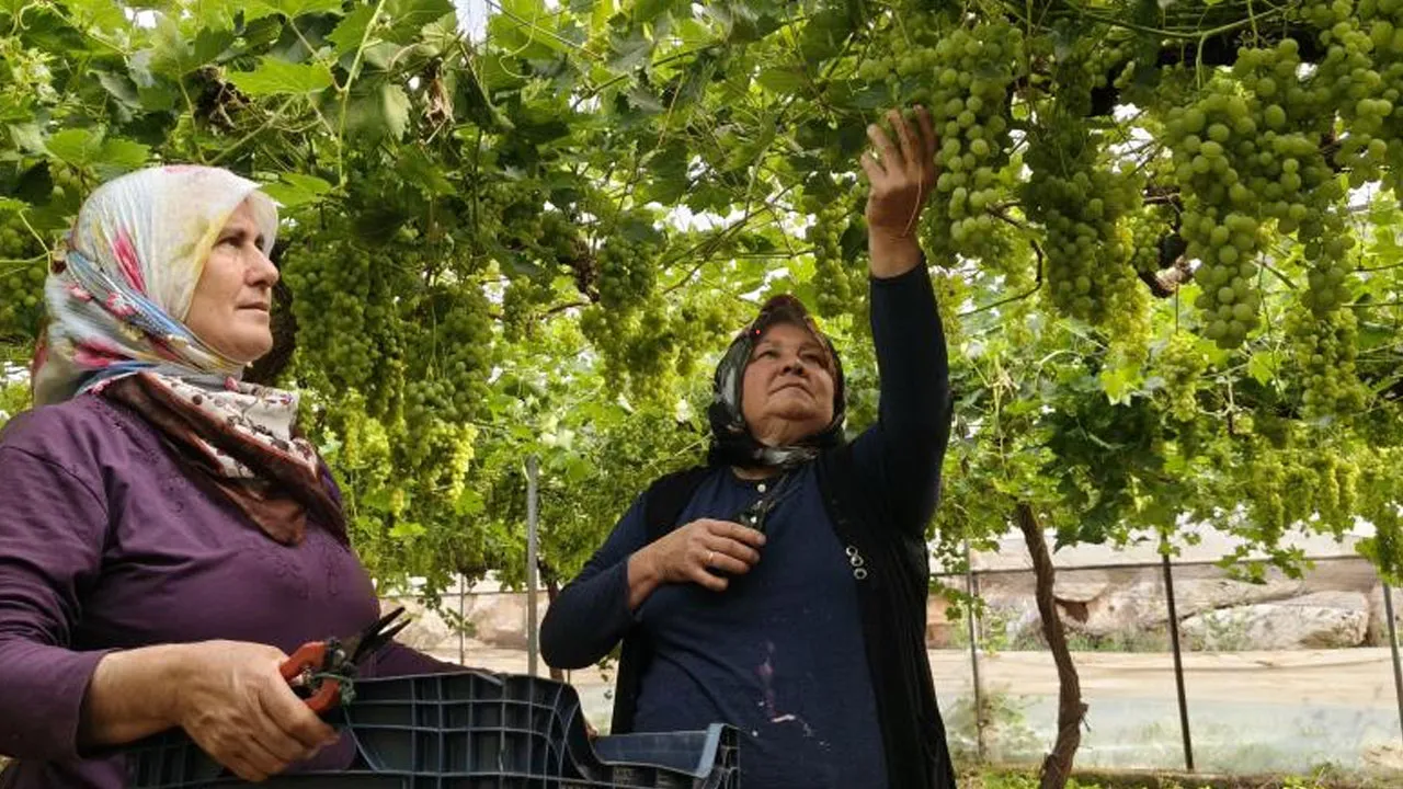 Hasat başladı, dalından taştı! Kilosu 600 TL'den ihraç edilecek