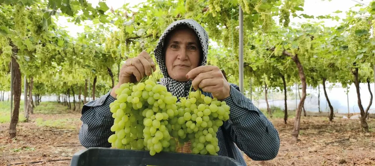 Hasat başladı, dalından taştı! Kilosu 600 TL'den ihraç edilecek