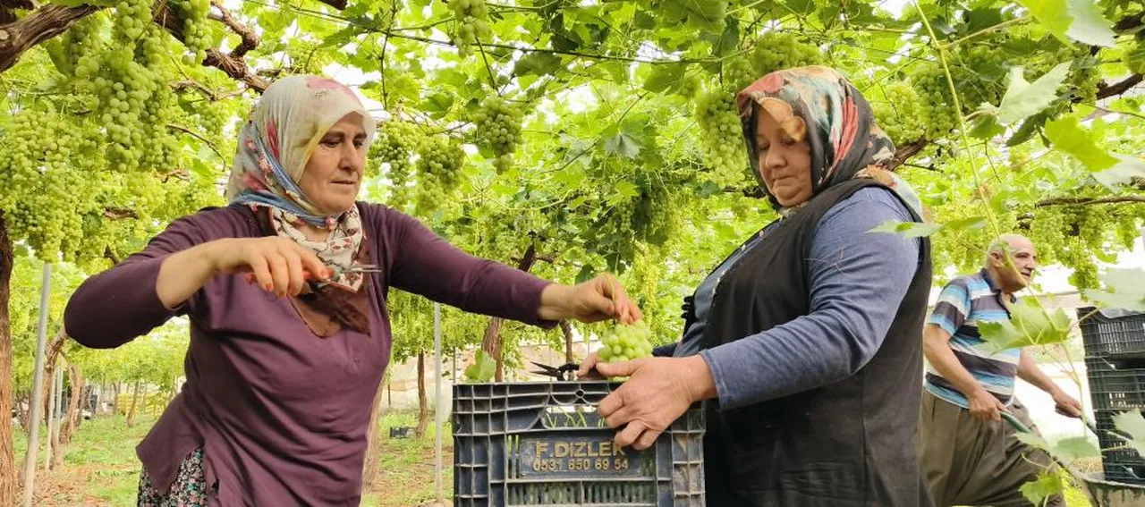 Hasat başladı, dalından taştı! Kilosu 600 TL'den ihraç edilecek