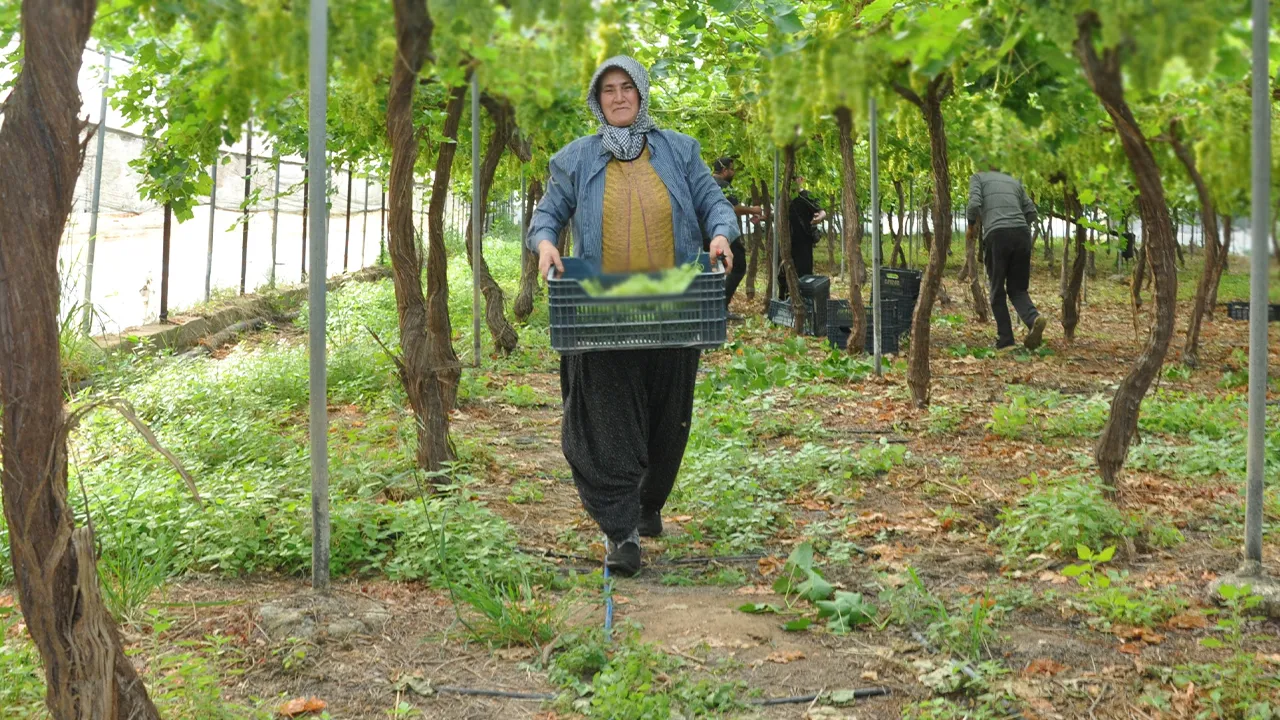 Hasat başladı, kilosu 350 lira! Rusya, Avrupa ve Arap ülkelerine gönderiliyor