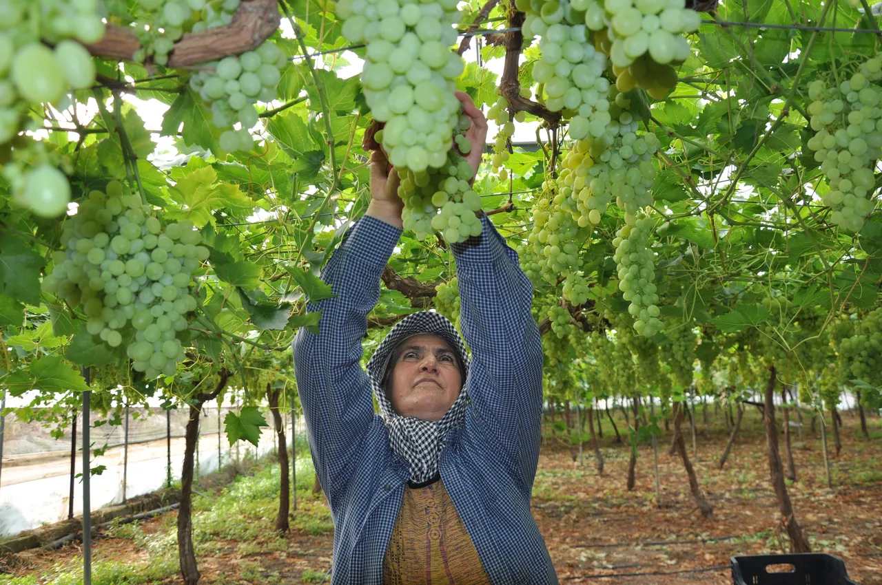 Hasat başladı, kilosu 350 lira! Rusya, Avrupa ve Arap ülkelerine gönderiliyor