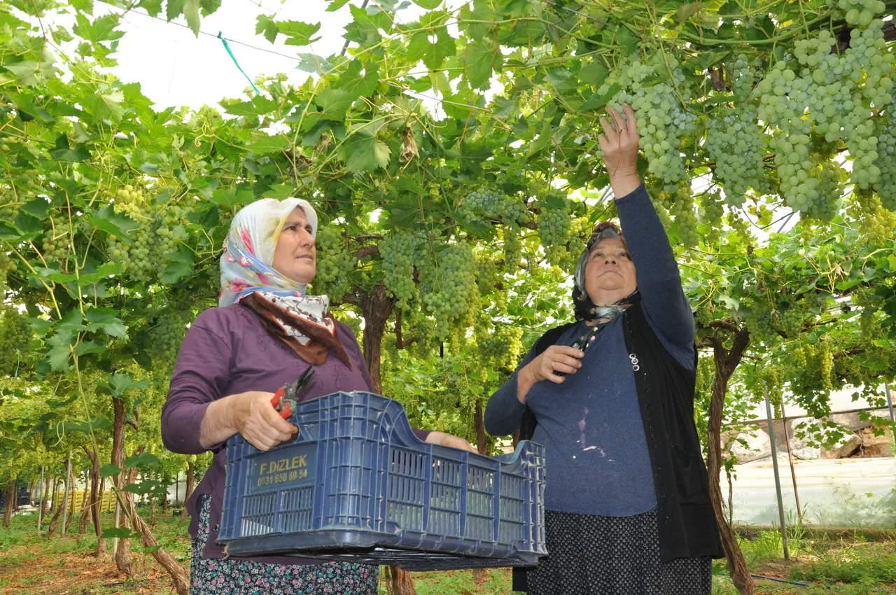 Hasat başladı, kilosu 350 lira! Rusya, Avrupa ve Arap ülkelerine gönderiliyor