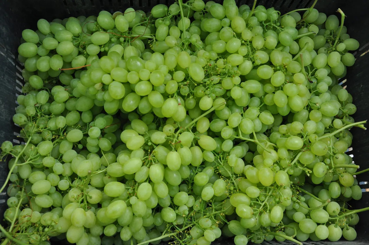 Hasat başladı, kilosu 350 lira! Rusya, Avrupa ve Arap ülkelerine gönderiliyor