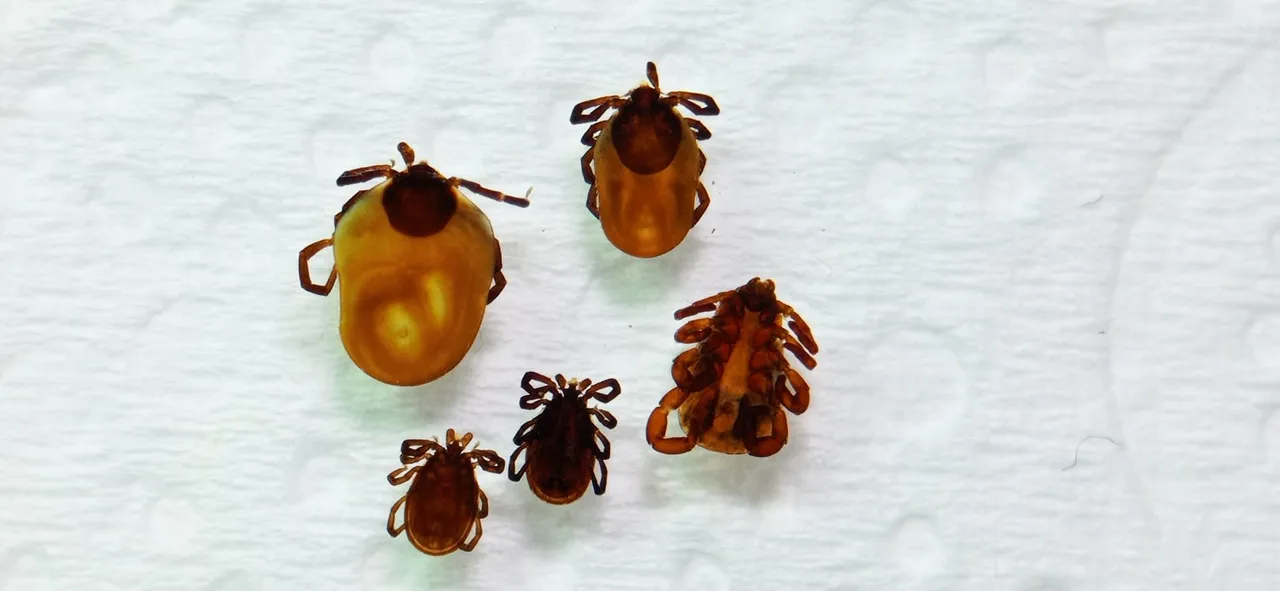 ‘Kâbus virüs’ün takvimi değişti! Öldüren risk Ekim’e kadar uzadı, kene popülasyonu bu yaz artabilir