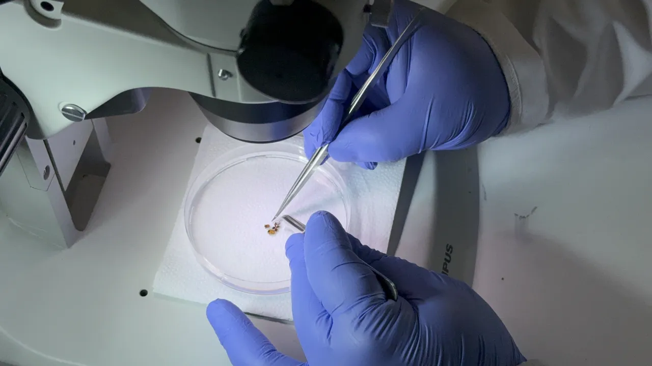 ‘Kâbus virüs’ün takvimi değişti! Öldüren risk Ekim’e kadar uzadı, kene popülasyonu bu yaz artabilir