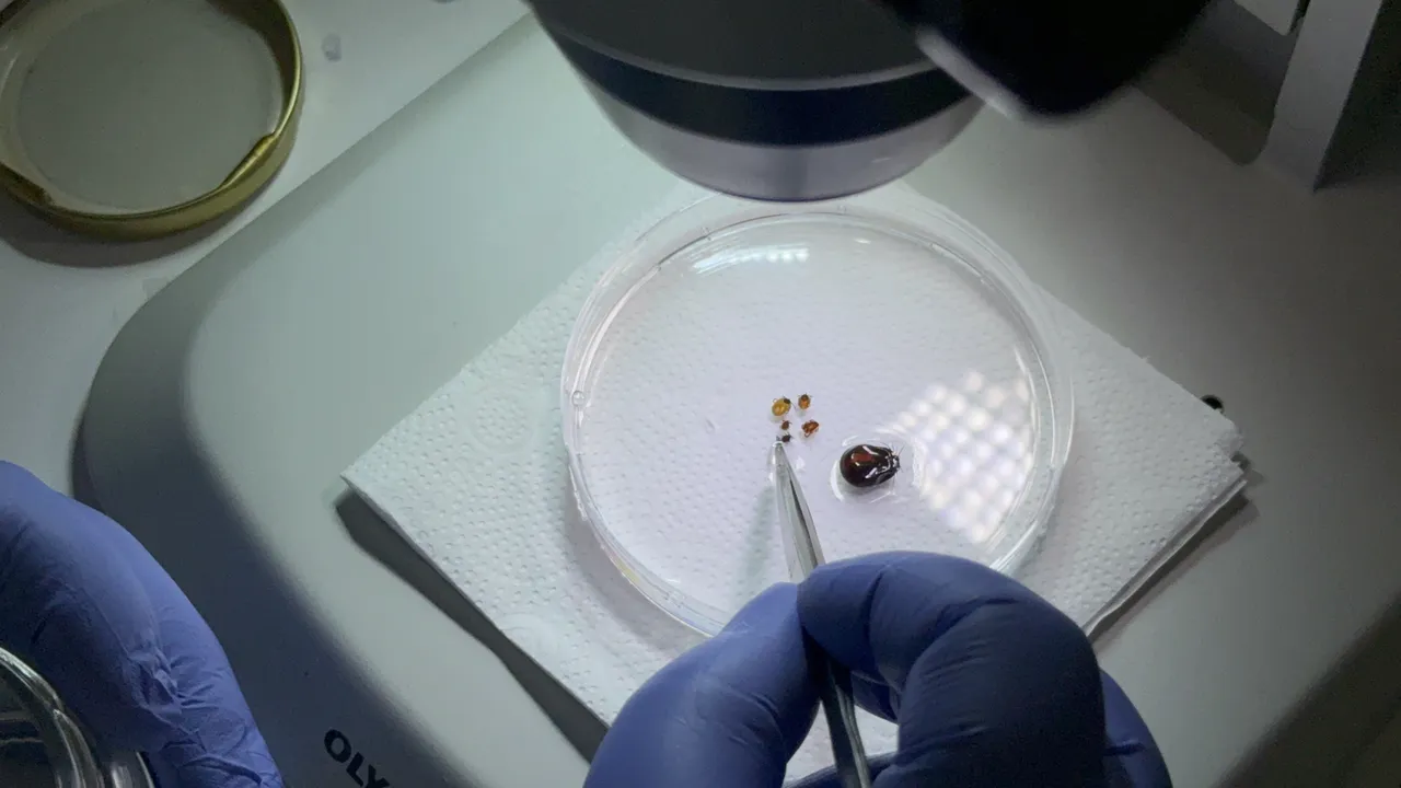 ‘Kâbus virüs’ün takvimi değişti! Öldüren risk Ekim’e kadar uzadı, kene popülasyonu bu yaz artabilir