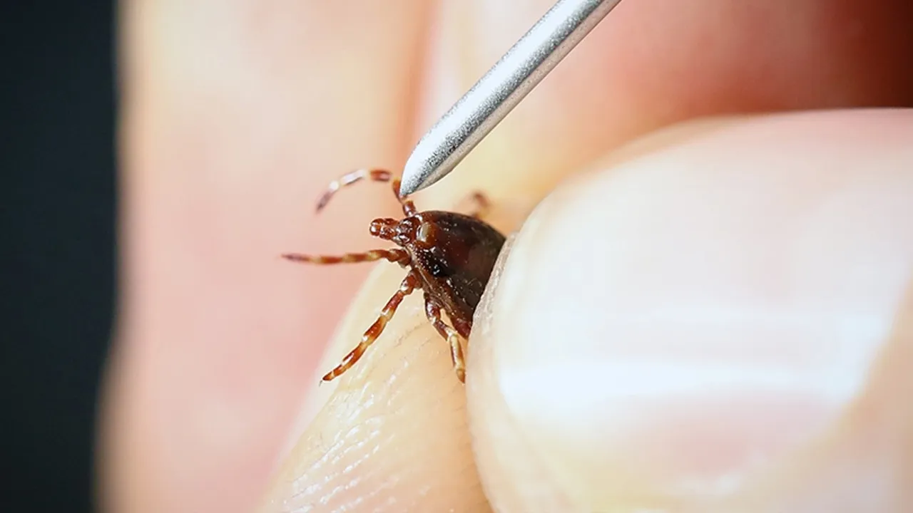 Kene tehlikesi erken başladı: Uzmanından korunma önlemi uyarısı