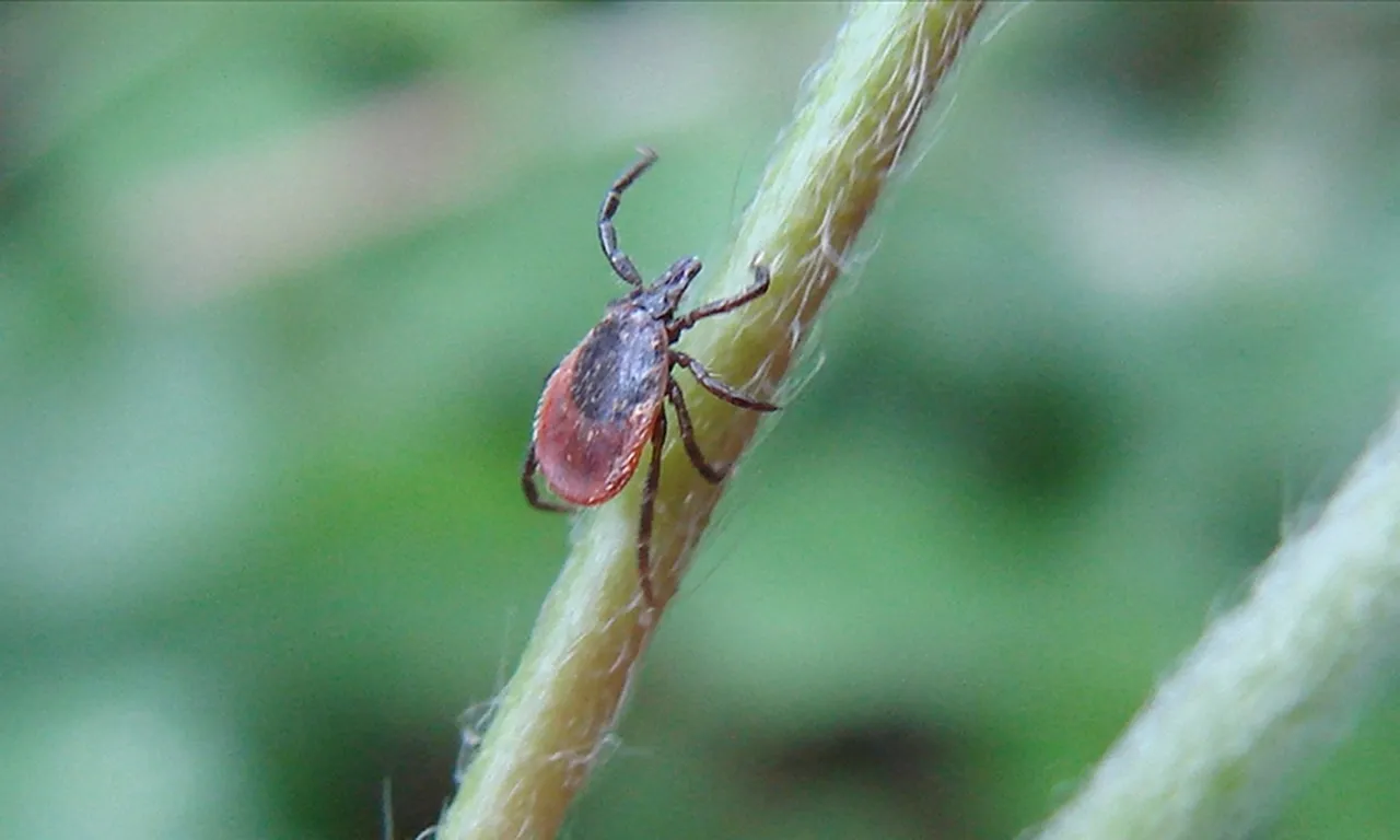 Kene tehlikesi erken başladı: Uzmanından korunma önlemi uyarısı