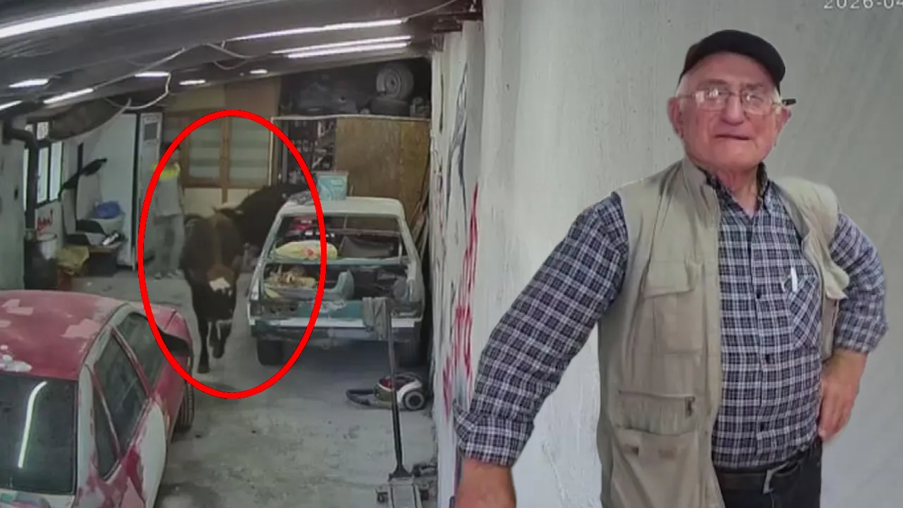 Kurbanlık danalar tamirhaneyi bastı! İş yeri sahibi anlattı: ‘Nazikçe geldiler’