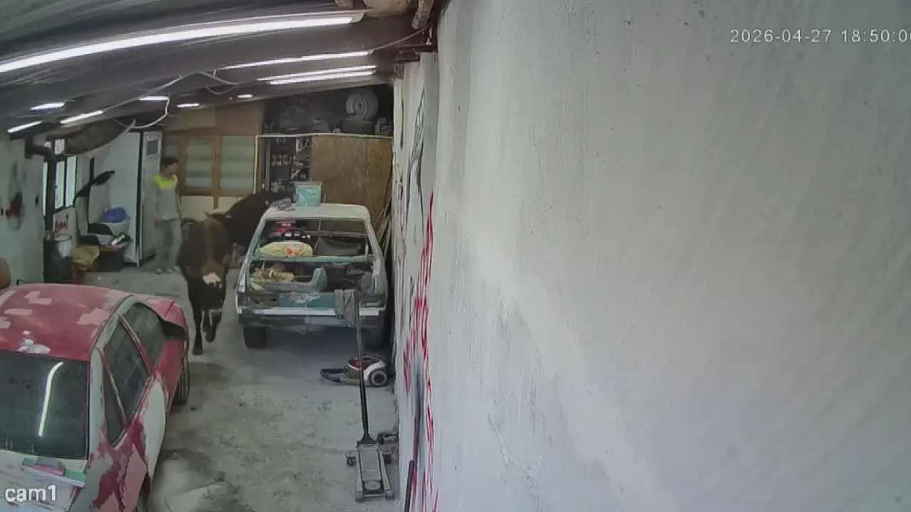 Kurbanlık danalar tamirhaneyi bastı! İş yeri sahibi anlattı: ‘Nazikçe geldiler’