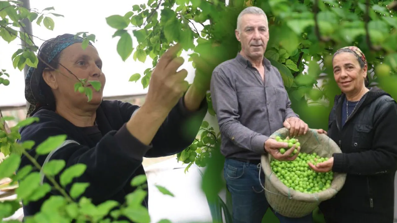 Bir hevesle başladı, şimdi Avrupa'ya ihracat ediyor! Kilosunu 450 TL'den satıyor