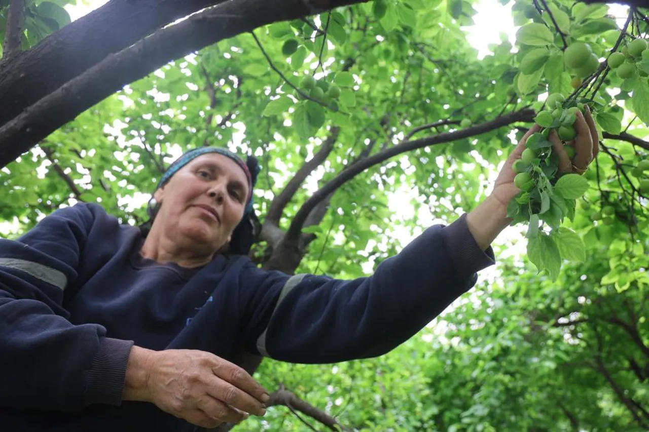 Bir hevesle başladı, şimdi Avrupa'ya ihracat ediyor! Kilosunu 450 TL'den satıyor