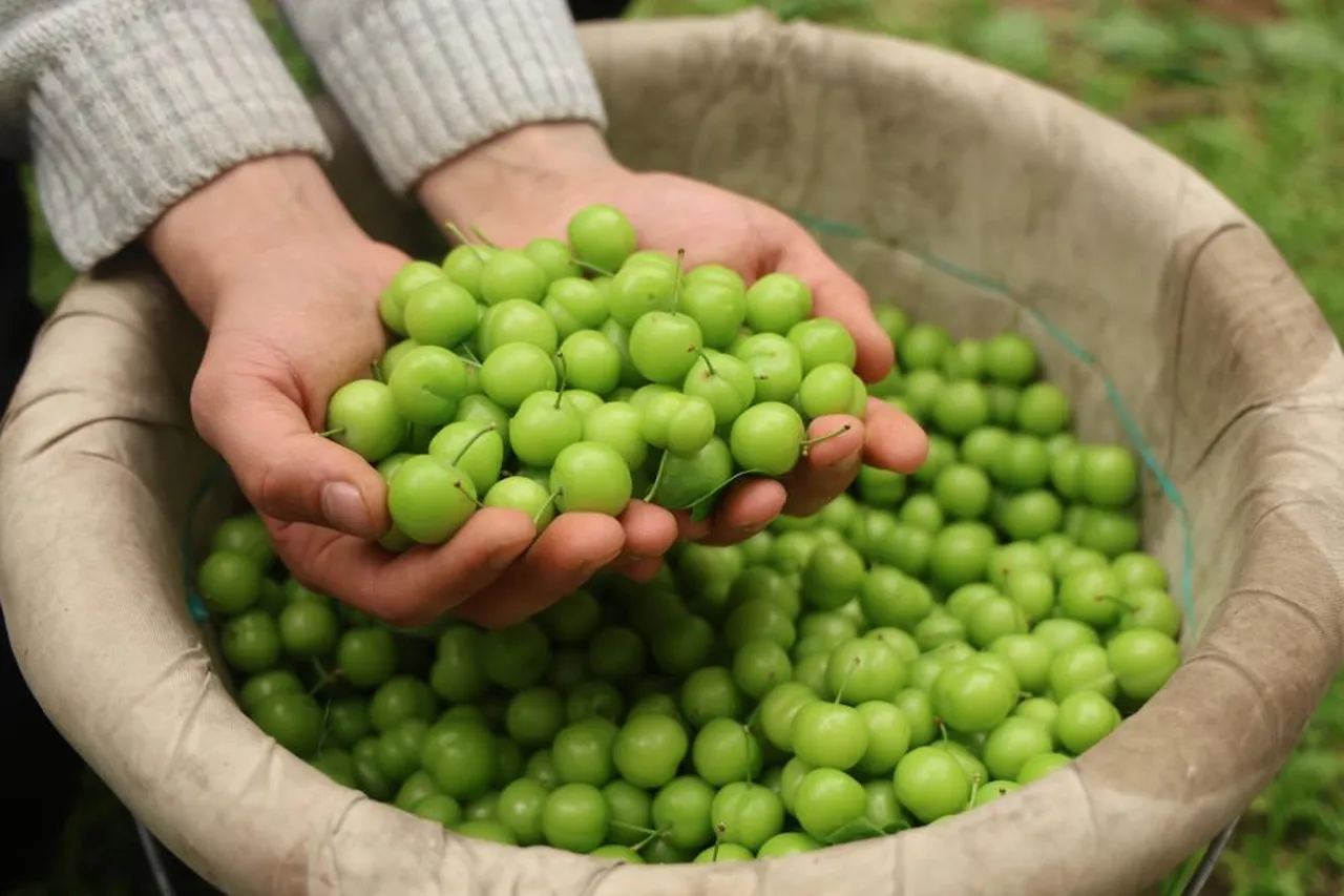 Bir hevesle başladı, şimdi Avrupa'ya ihracat ediyor! Kilosunu 450 TL'den satıyor