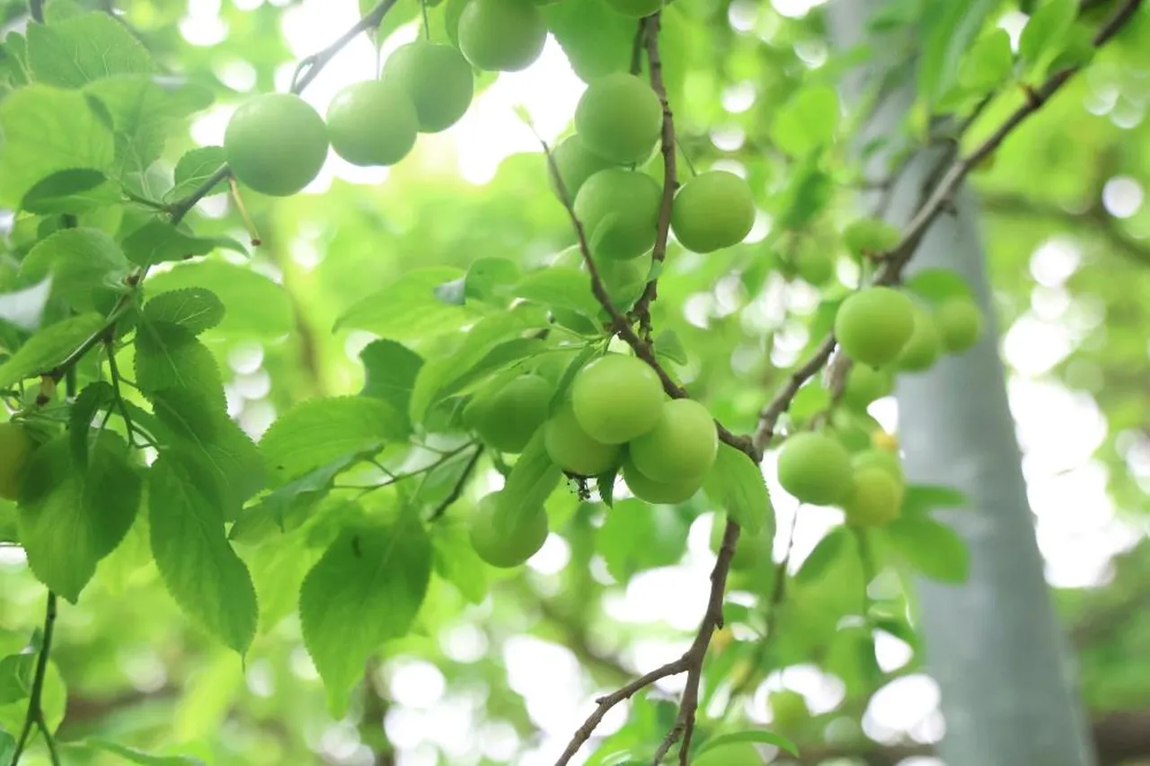 Bir hevesle başladı, şimdi Avrupa'ya ihracat ediyor! Kilosunu 450 TL'den satıyor