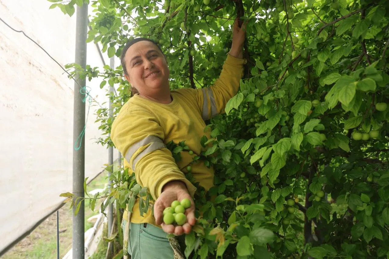 Bir hevesle başladı, şimdi Avrupa'ya ihracat ediyor! Kilosunu 450 TL'den satıyor
