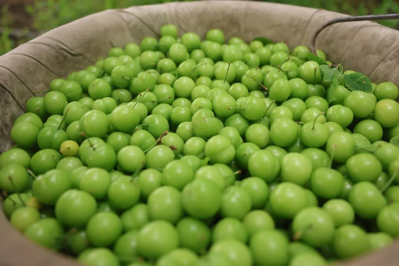 Bir hevesle başladı, şimdi Avrupa'ya ihracat ediyor! Kilosunu 450 TL'den satıyor