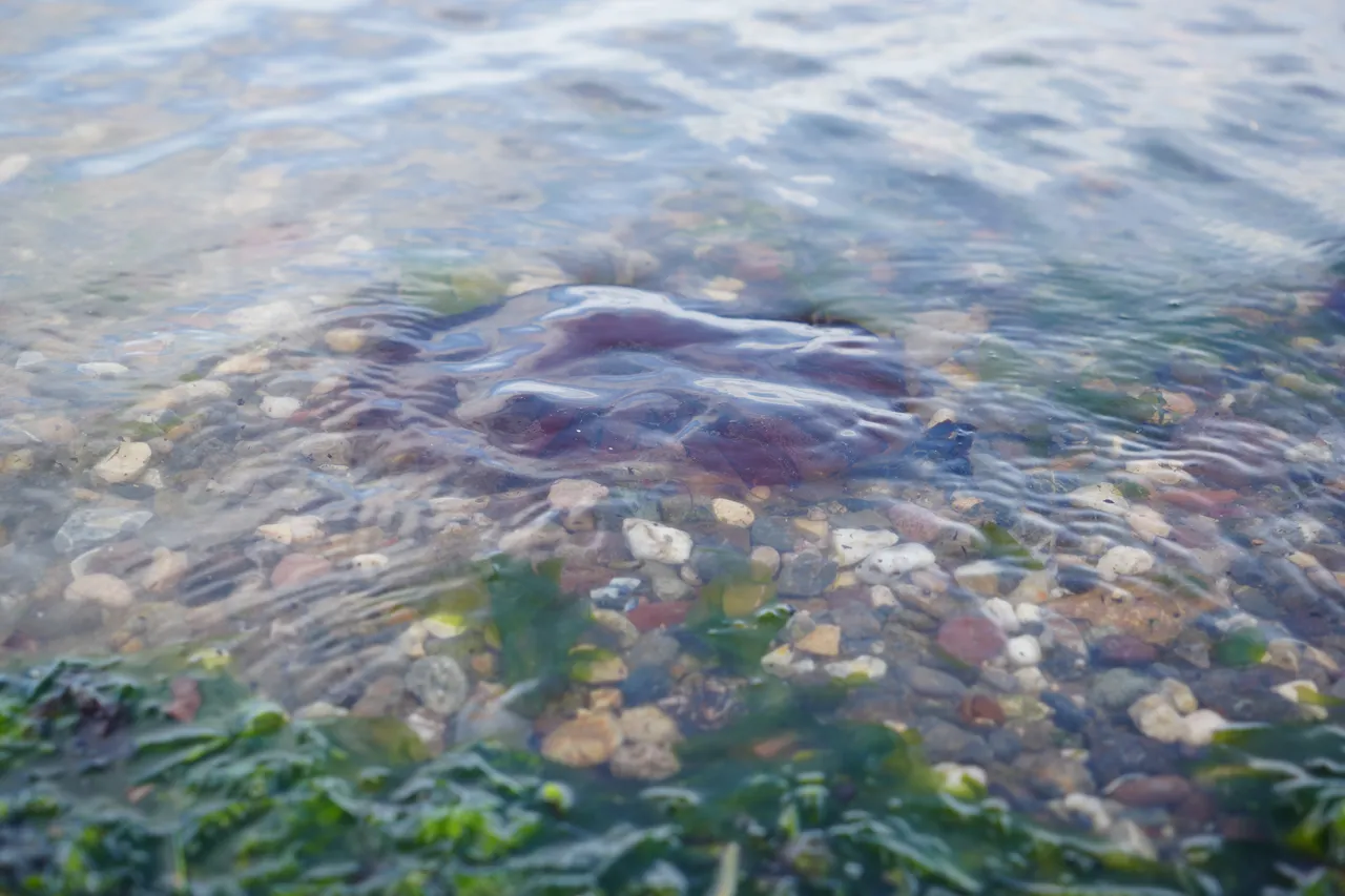 Denizde bu türü görürseniz sakın yaklaşmayın: Dokunduğunuz an ateş gibi yakıyor!
