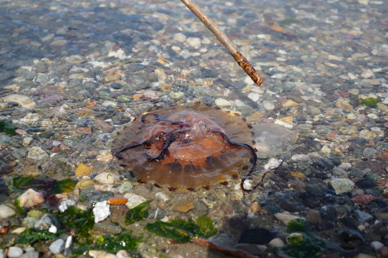 Denizde bu türü görürseniz sakın yaklaşmayın: Dokunduğunuz an ateş gibi yakıyor!