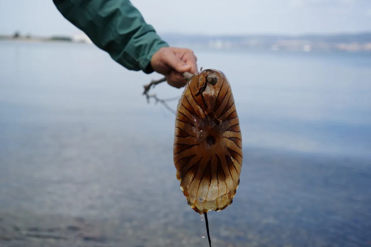 Denizde bu türü görürseniz sakın yaklaşmayın: Dokunduğunuz an ateş gibi yakıyor!