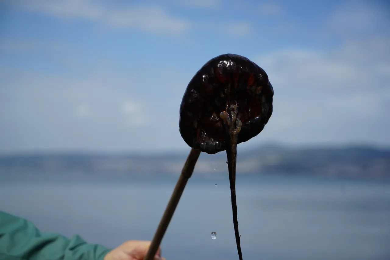 Denizde bu türü görürseniz sakın yaklaşmayın: Dokunduğunuz an ateş gibi yakıyor!