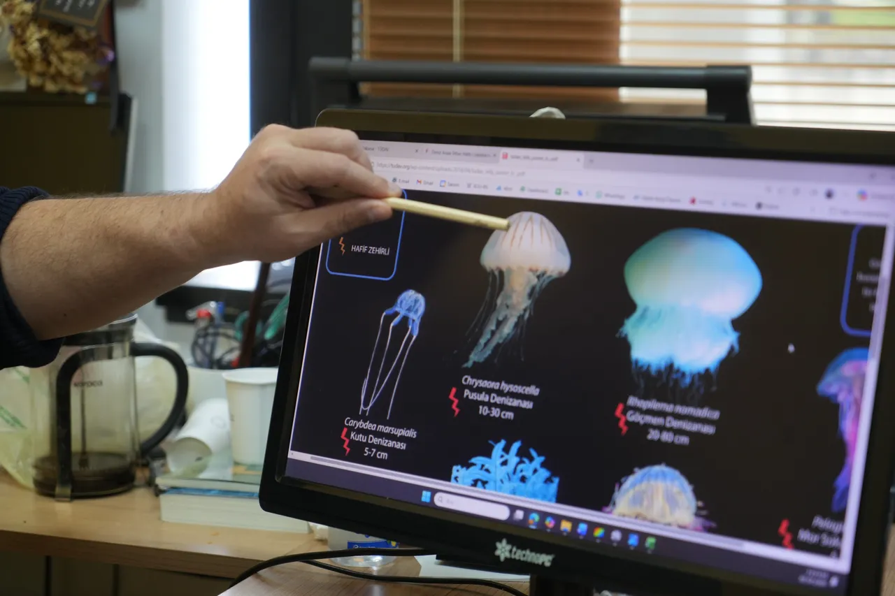 Denizde bu türü görürseniz sakın yaklaşmayın: Dokunduğunuz an ateş gibi yakıyor!