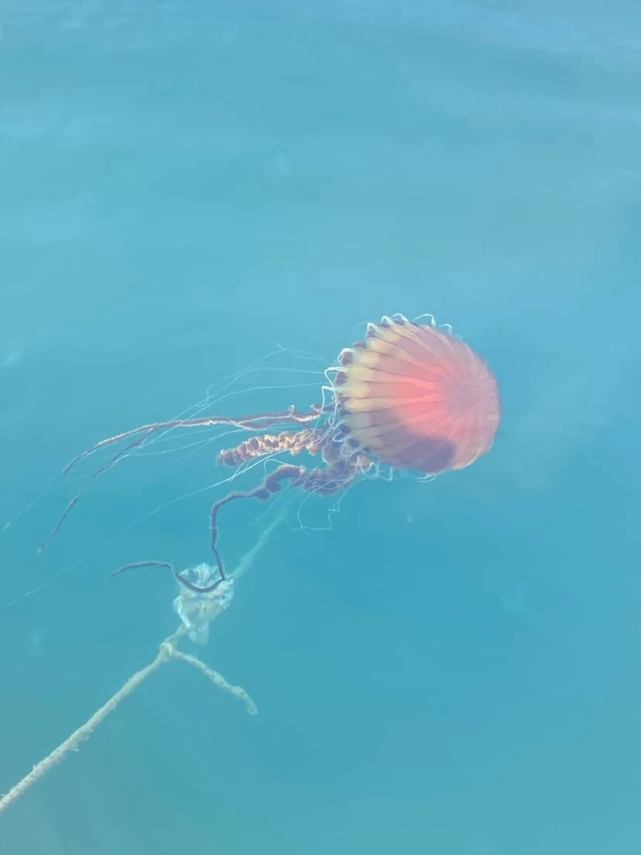 Denizde bu türü görürseniz sakın yaklaşmayın: Dokunduğunuz an ateş gibi yakıyor!