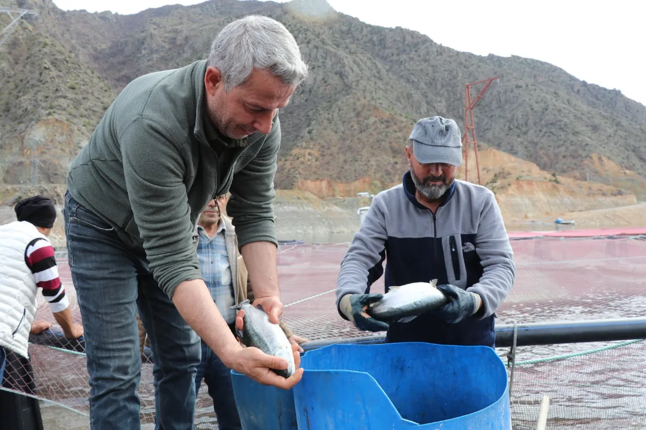 Denizi olmayan kentimizde yılda 300 ton balık üretiyorlar