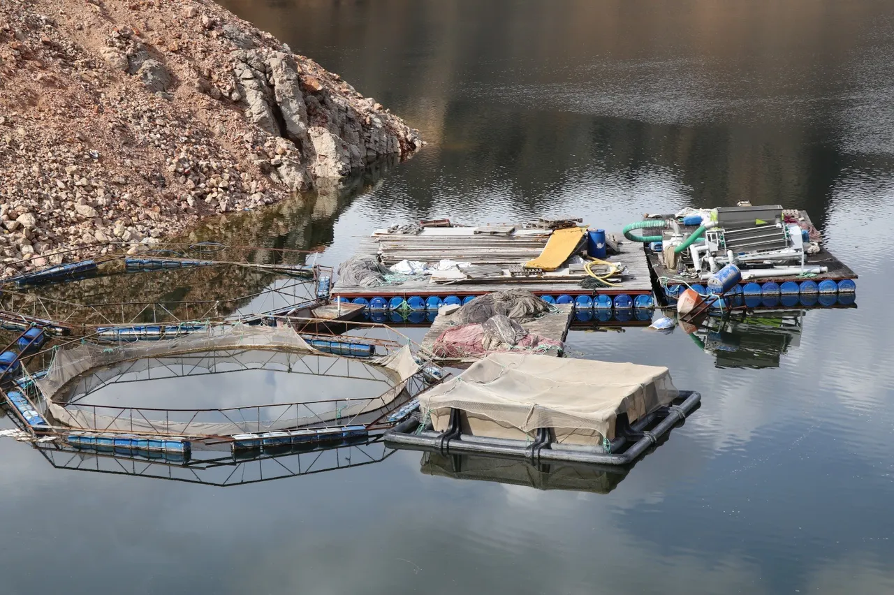 Denizi olmayan kentimizde yılda 300 ton balık üretiyorlar