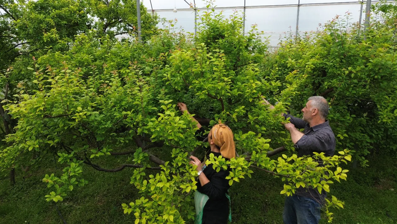 Hasat başladı, tarlada kilosu 450 TL! Hatay'dan Avrupa ülkelerine gönderiliyor