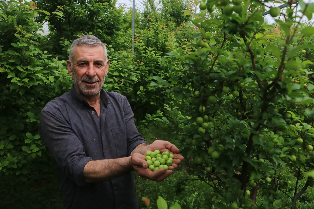 Hasat başladı, tarlada kilosu 450 TL! Hataydan Avrupa ülkelerine gönderiliyor