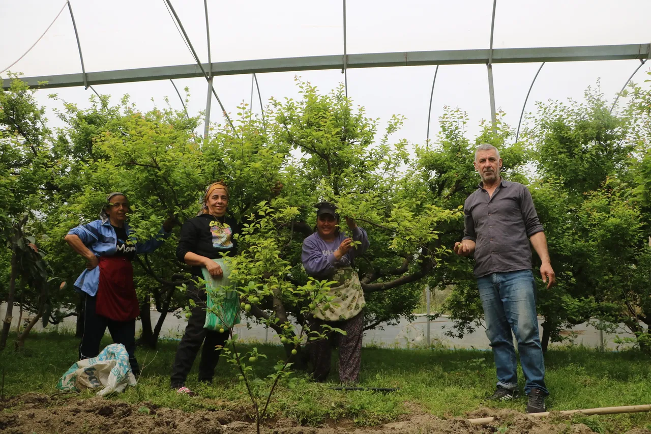 Hasat başladı, tarlada kilosu 450 TL! Hataydan Avrupa ülkelerine gönderiliyor