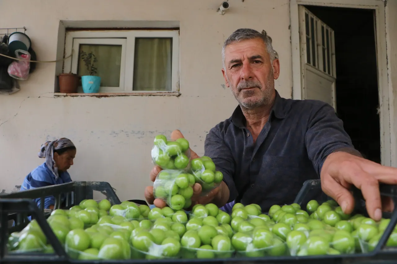 Hasat başladı, tarlada kilosu 450 TL! Hataydan Avrupa ülkelerine gönderiliyor