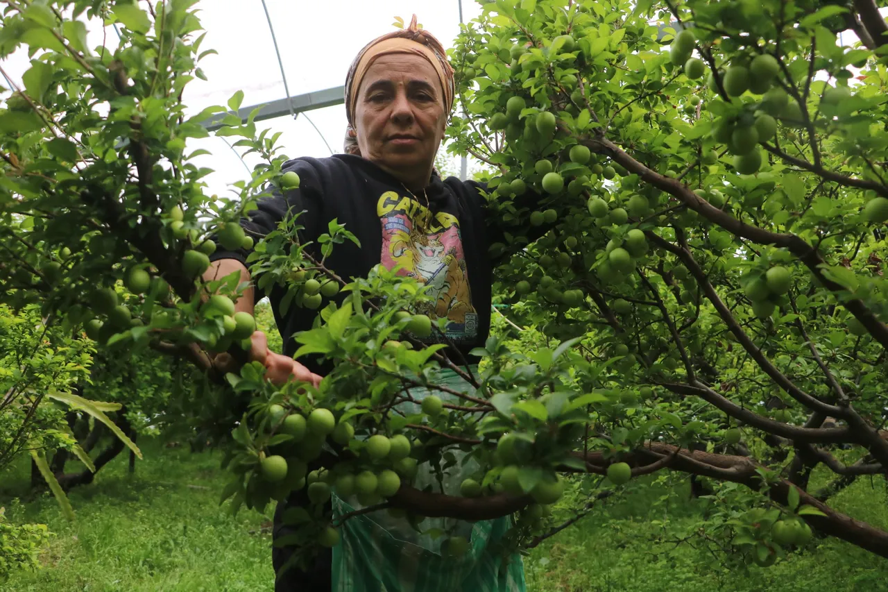 Hasat başladı, tarlada kilosu 450 TL! Hataydan Avrupa ülkelerine gönderiliyor