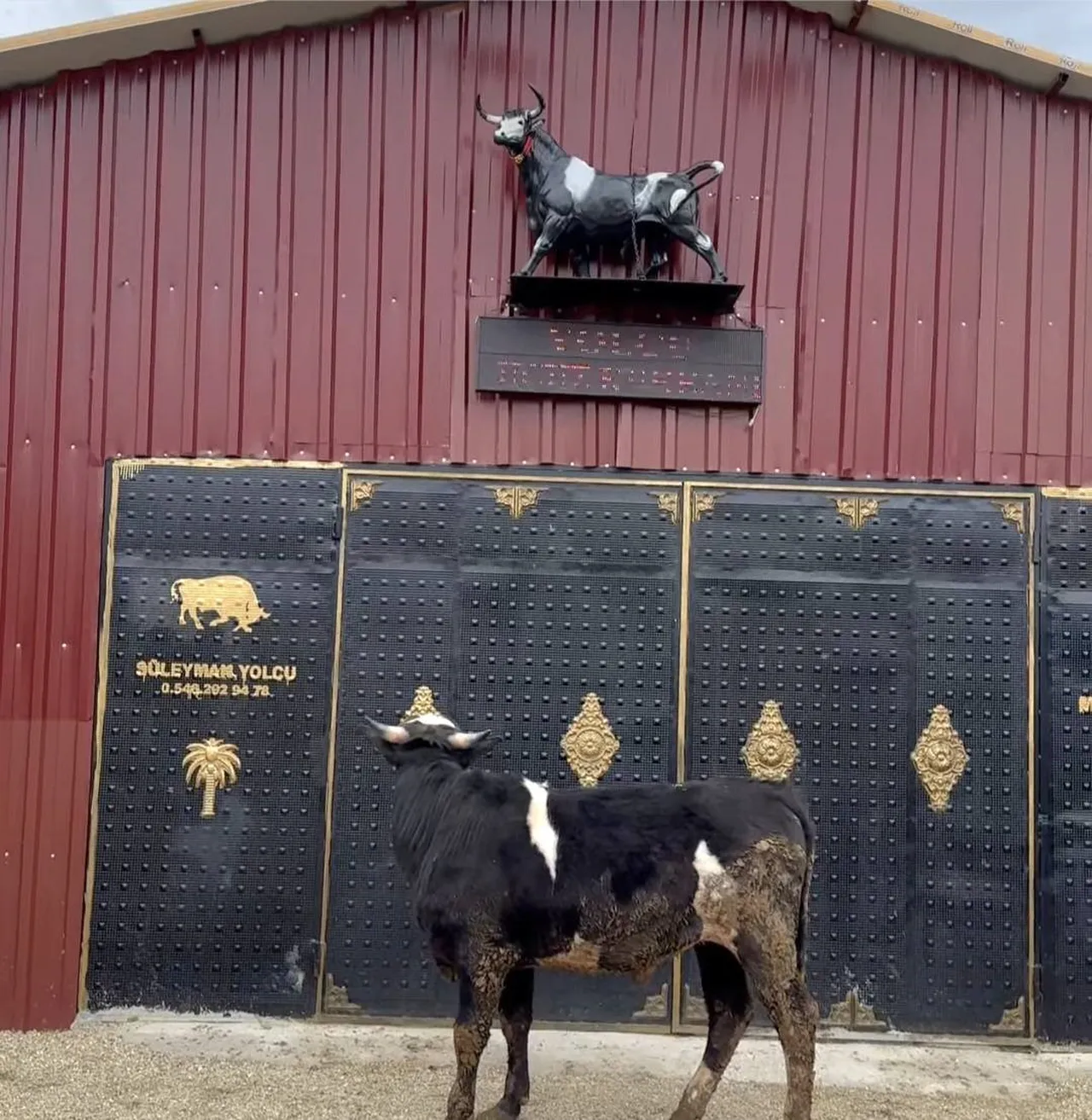 Heykeli gerçek sandı! Tosunun tepkisi gündem oldu
