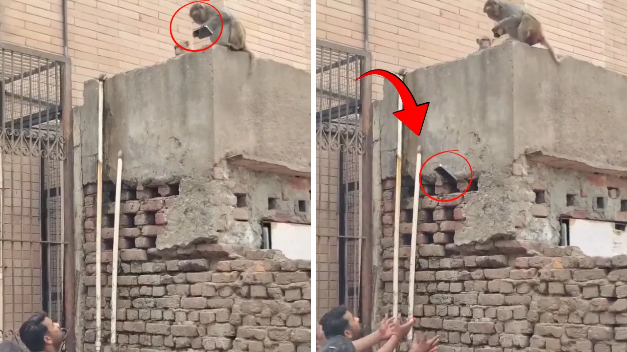 Hindistan'da akıllara durgunluk veren olay! 'Ticaret yapan maymun' gündem oldu