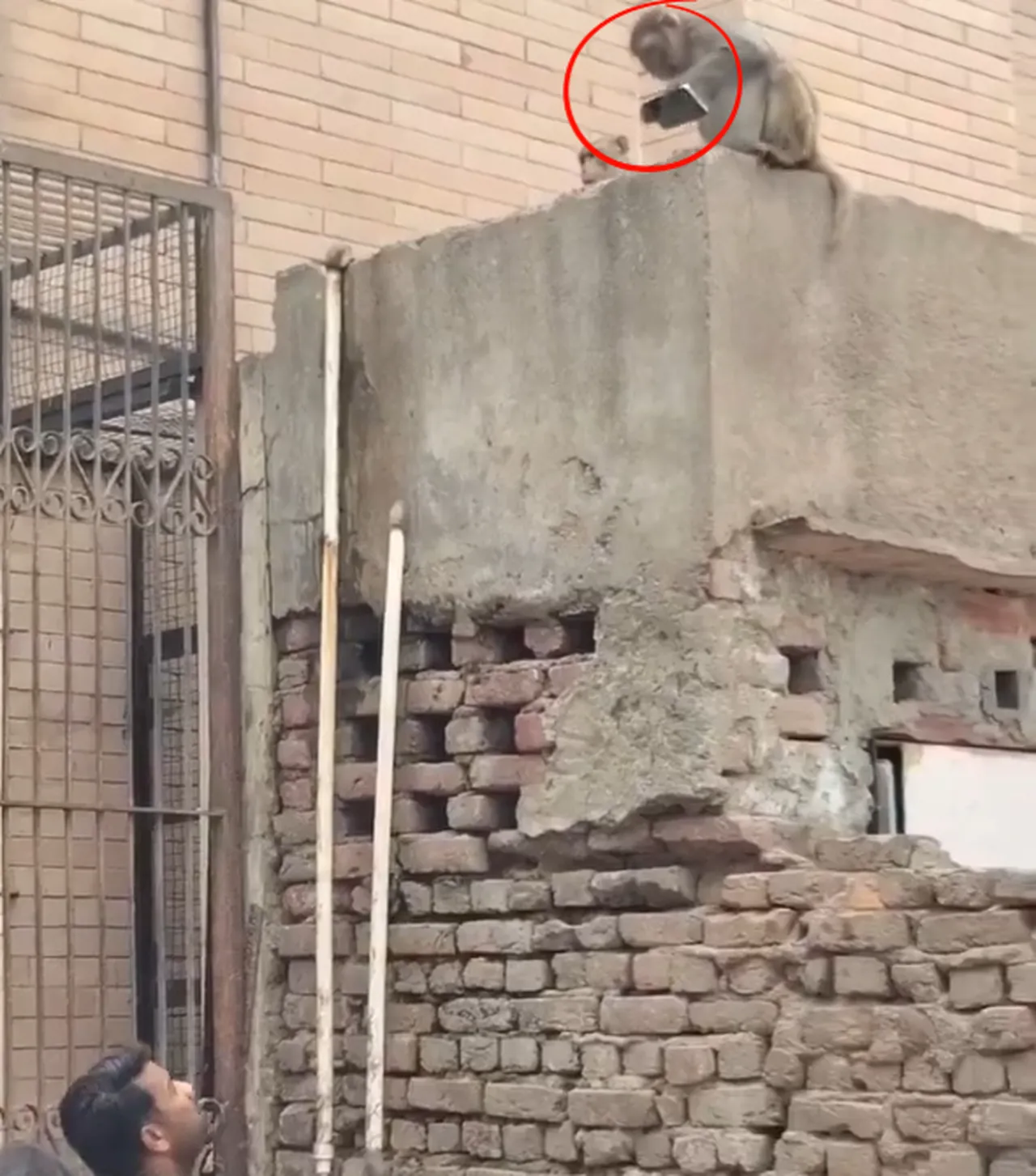 Hindistanda akıllara durgunluk veren olay! Ticaret yapan maymun gündem oldu