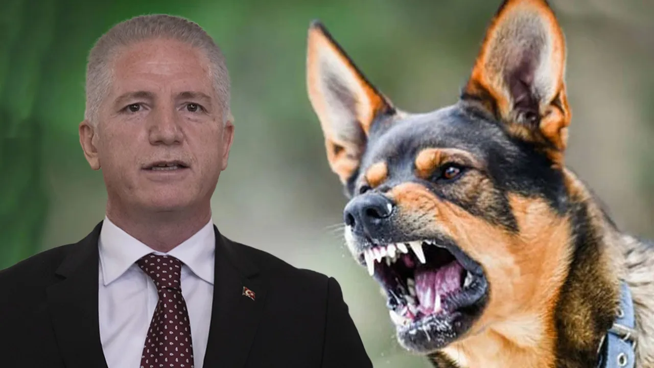 İBB ve 39 ilçe belediyesine sokak köpeği talimatı! 