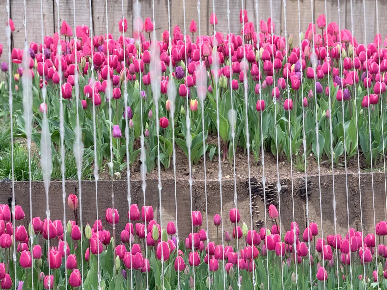 İstanbulda  Lale Devri  yeniden başladı: Emirgan Korusu görsel şölene ev sahipliği yapıyor