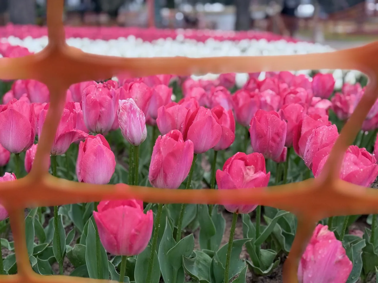 İstanbulda  Lale Devri  yeniden başladı: Emirgan Korusu görsel şölene ev sahipliği yapıyor