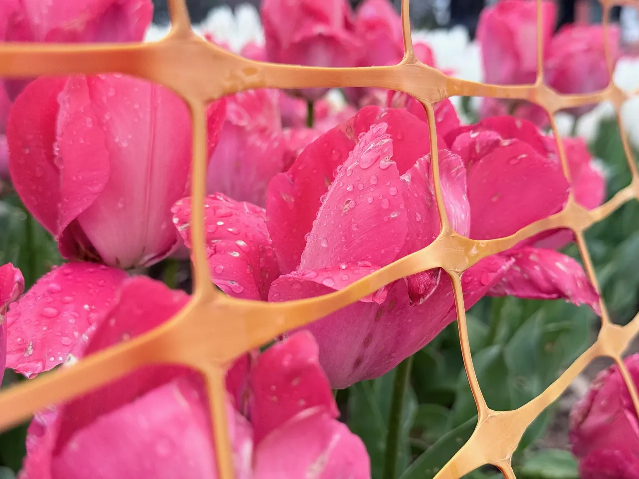 İstanbulda  Lale Devri  yeniden başladı: Emirgan Korusu görsel şölene ev sahipliği yapıyor