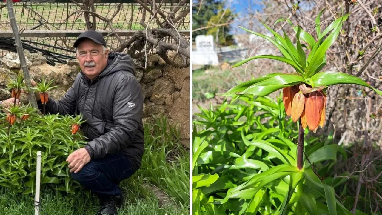 Kanunen de koruma altında! Gözleri gibi bakıyorlar... Koparan 700 bin TL öder