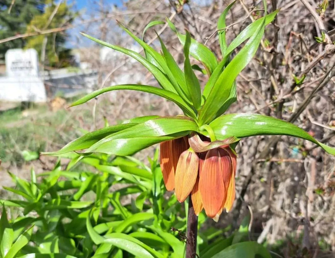 Kanunen de koruma altında! Gözleri gibi bakıyorlar... Koparan 700 bin TL öder