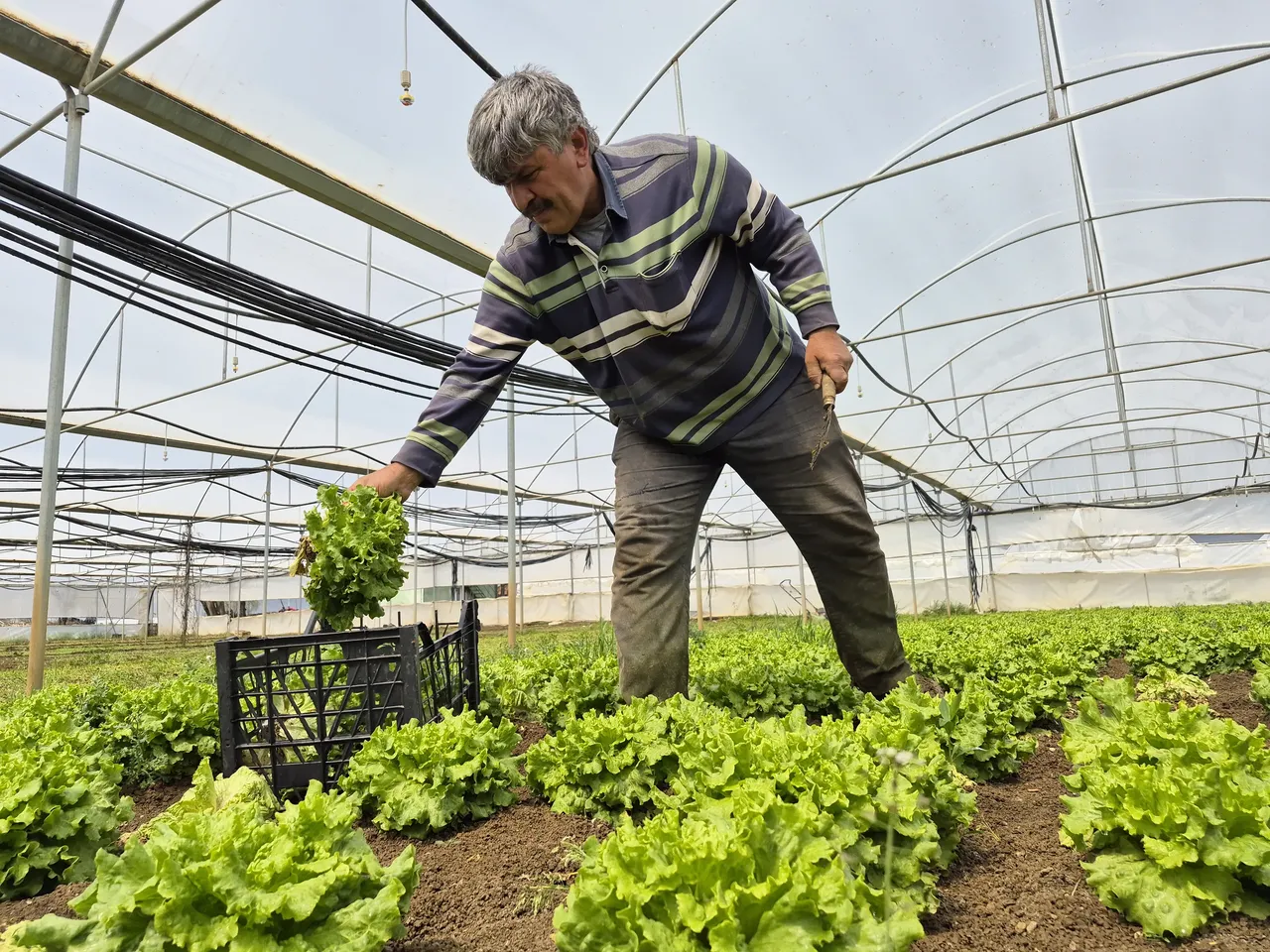 Tarlada 15, markette 100 TL! Üretici dertli: Biz değil, aracılar kazanıyor 